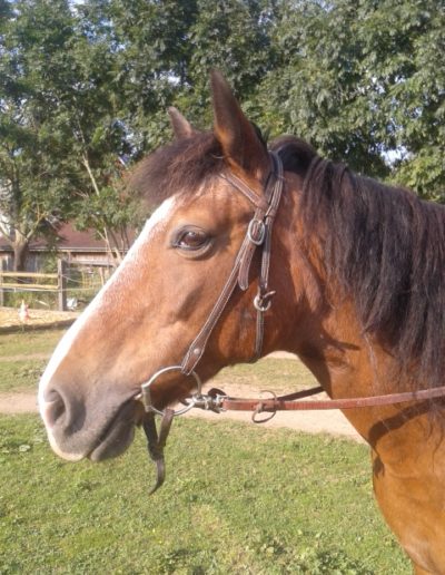 Ponyhof Priemen