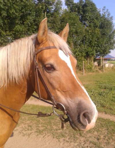 Ponyhof Priemen