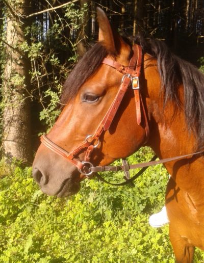 Ponyhof Priemen