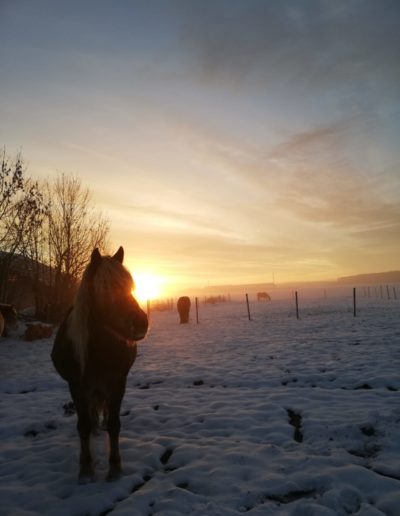 Ponyhof Priemen