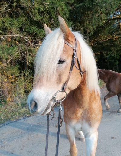 Ponyhof Priemen